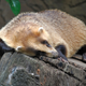 Illustration for article titled Monday Mustelid - Meles anakuma Edition